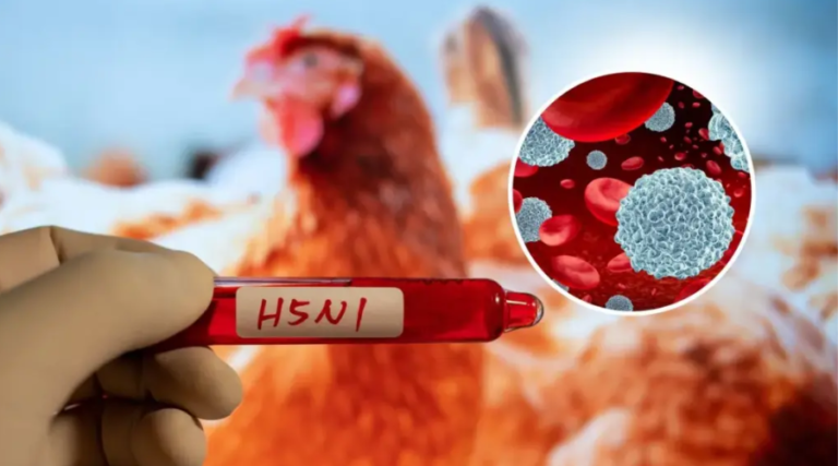Bird Flu H5N1 Update USA 2026